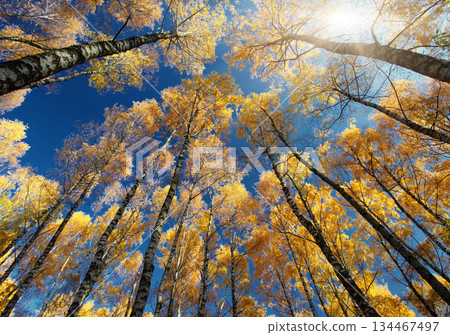 forest 134467497
