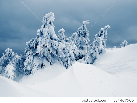 Winter Winter 134467500