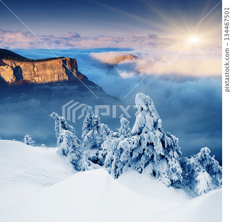 Winter Winter 134467501