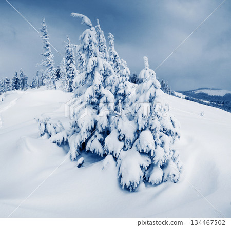 Winter Winter 134467502
