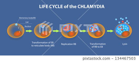 3D Isometric Flat Vector Illustration of Life Time Of Chlamydia, A Summary Of The Infection Process 3D Isometric Flat Vector Illustration of Life Time Of Chlamydia, A Summary Of The Infection Process 134467503