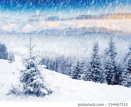 Winter Winter 134467515