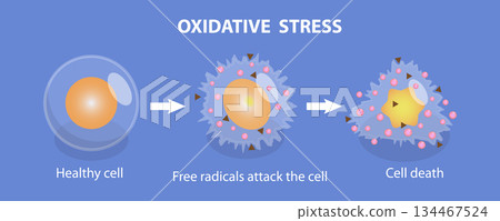 3D Isometric Flat Vector Illustration of Oxidative Stress, From Healthy Cell To Cell Death, The Impact On Cellular Function 3D Isometric Flat Vector Illustration of Oxidative Stress, From Healthy Cell To Cell Death, The Impact On Cellular Function 134467524