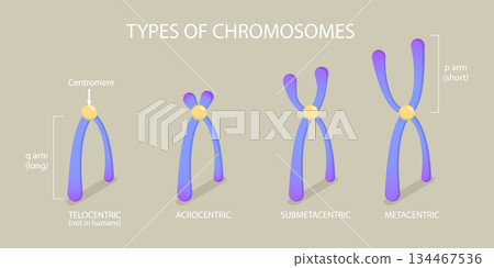 3D Isometric Flat Vector Illustration of Chromosome Types, Different Kinds Of Chromosomes In An Organism 134467536