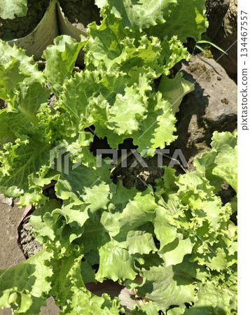 Close up view of bright green, ruffled lettuce leaves bathed in natural sunlight, with hints of soil visible 134467557
