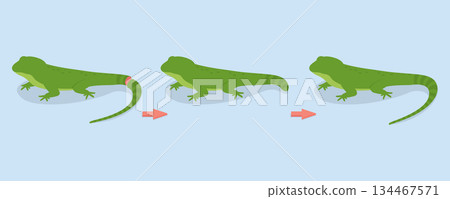 3D Isometric Flat Vector Illustration of Lizard Tail Regeneration, Defensive Purposes 3D Isometric Flat Vector Illustration of Lizard Tail Regeneration, Defensive Purposes 134467571