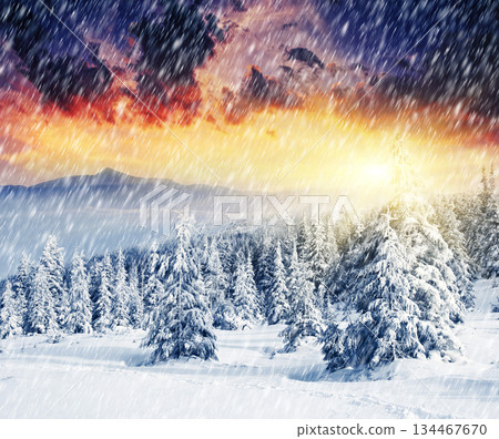Winter Winter 134467670