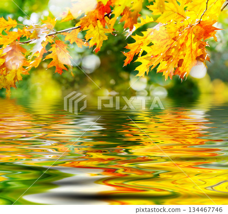 leaves leaves 134467746