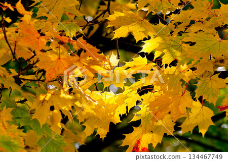 leaves leaves 134467749
