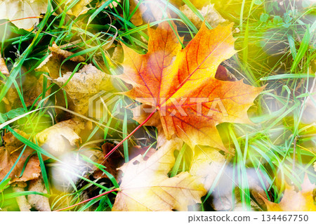 leaves leaves 134467750