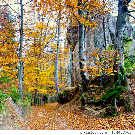 autumn autumn 134467765