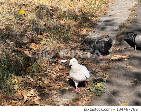 A white pigeon walks on dry autumn leaves in an outdoor environment with natural light. Wildlife, urban nature, seasonal landscape and ecological adaptation in everyday outdoor scene. 134467769