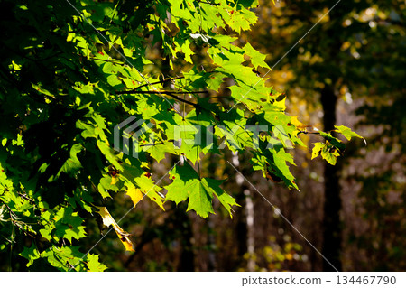 leaves 134467790
