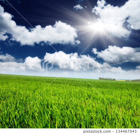 field 134467843