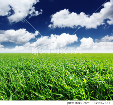 field field 134467844