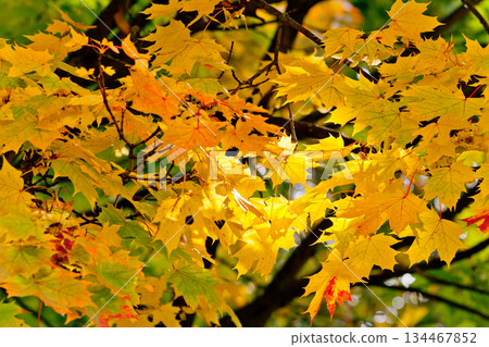 leaves 134467852
