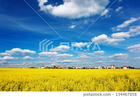 field field 134467858