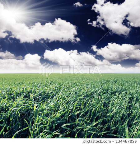 field field 134467859