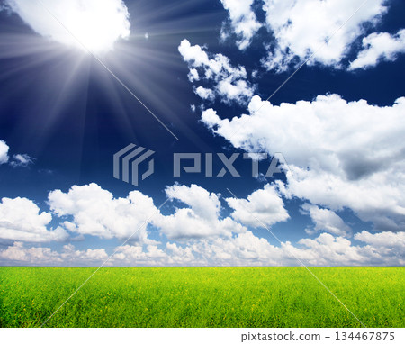 field 134467875