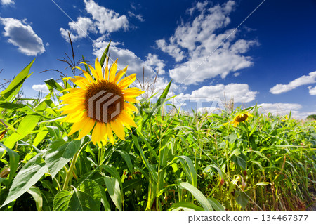 sunflower sunflower 134467877