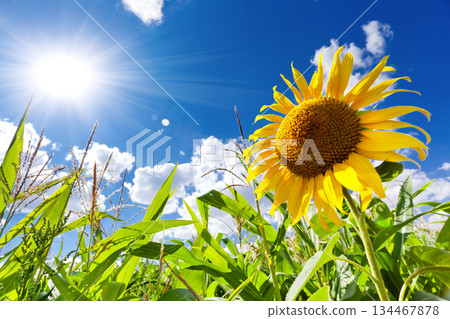 sunflower sunflower 134467878