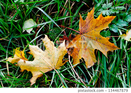 leaves leaves 134467879