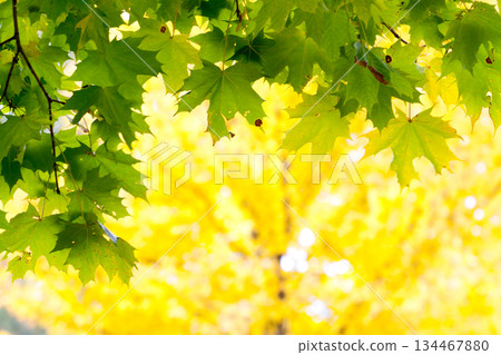 leaves 134467880