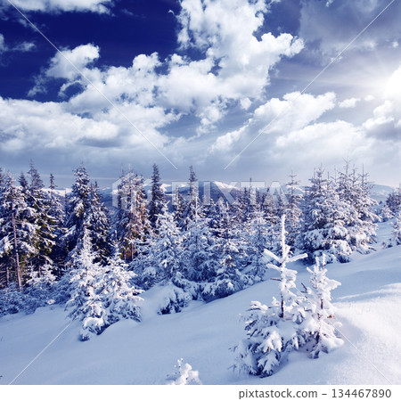 Winter Winter 134467890