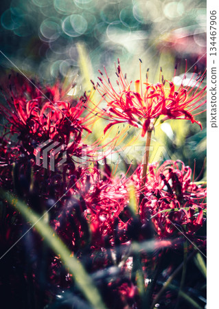 用老鏡頭拍攝的簇生朱頂紅 134467906