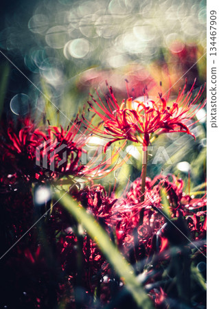 Cluster amaryllis photographed with an old lens Cluster amaryllis photographed with an old lens 134467909