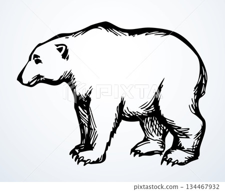 Vector drawing. Big polar bear 134467932