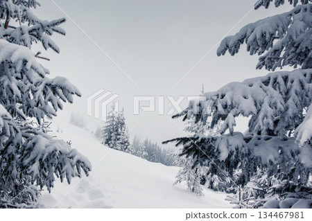 winter winter 134467981