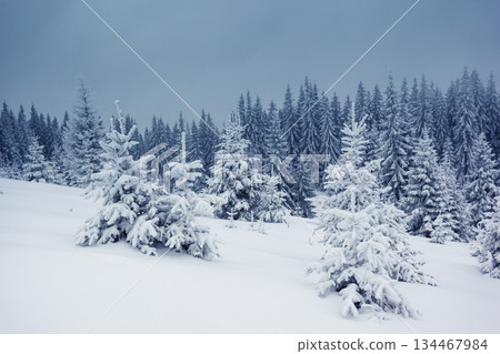winter 134467984