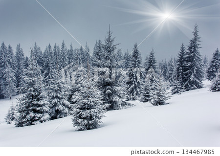 winter 134467985