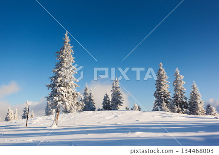 winter winter 134468003