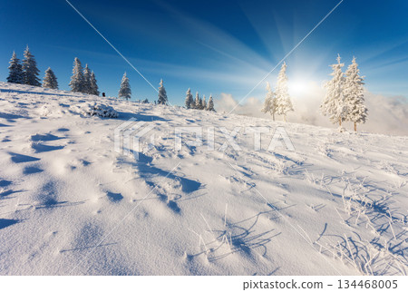 winter winter 134468005
