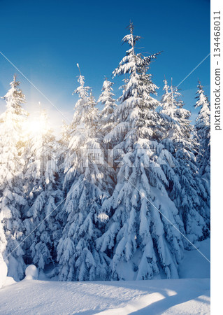 winter 134468011