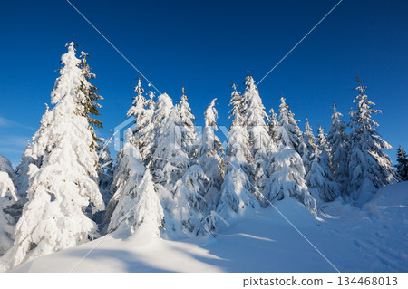 winter winter 134468013