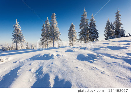 winter winter 134468037