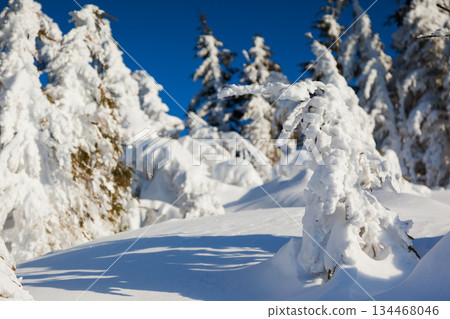 winter winter 134468046