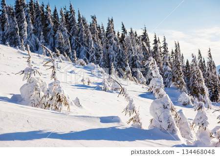 winter winter 134468048
