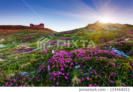 flower flower 134468052