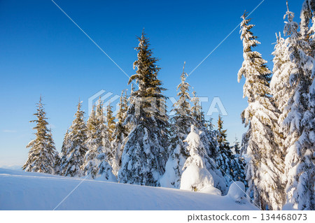winter winter 134468073