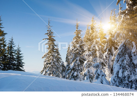 winter winter 134468074