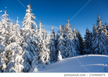 winter winter 134468075