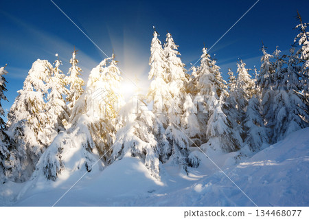 winter winter 134468077