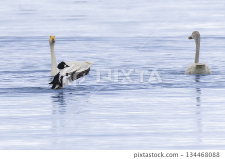 Swans and goldeneyes flying onto the lake 134468088