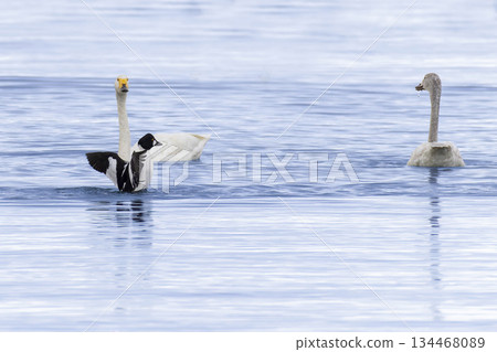 Swans and goldeneyes flying onto the lake 134468089