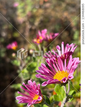鮮豔的粉紅色菊花和散景光 鮮豔的粉紅色菊花和散景光 134468095