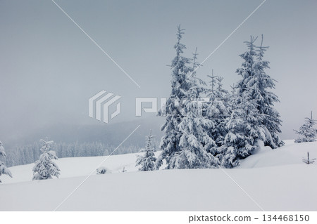 winter winter 134468150